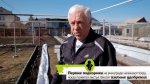 КОГДА УБИРАТЬ ЗИМНЕЕ УКРЫТИЕ НА ВИНОГРАДЕ? САМЫЕ ПЕРВЫЕ РАБОТЫ В ВИНОГРАДНИКЕ ВЕСНОЙ