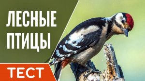 Лесные птицы. Угадайте по фотографии