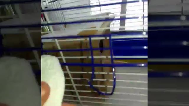 Влог на улице|Новый попугай|Ура гнездо смотреть онлайн