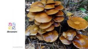 Gifthäubling (Galerina marginata) | Sensorik | Praktisches Kurzprofil | Shroomers