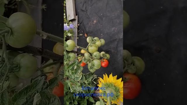 Томат для открытого грунта, сорт "Беталюкс", скороспелый. Семена http://скороспелка.рф/product/75/.