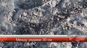 Садим АРАХИС рядом с картошкой