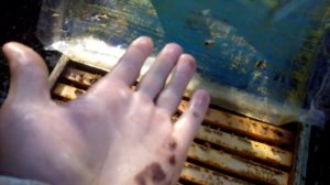 Как защитить руки от прополиса.