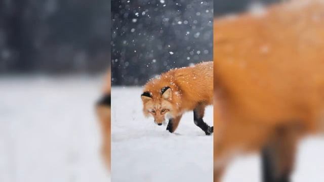 ❄️?❄️ новогодний подарок для лучшей троюродной сестры в мире ?❄️?- клип смотреть онлайн