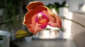 Орхидея Сансет Лав с необычным цветоносом порадовала меня???