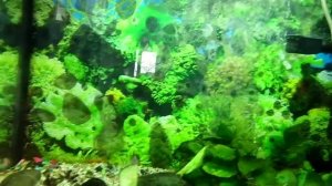 Аквариумные рыбки, скалярии и гуппи в большом домашнем аквариуме. 100 литров.