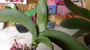 трипсы. Моспилан от трипсов. как избавиться от трипсов на орхидеях