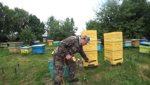 ЛЕЧЕНИЕ ПЧЁЛ В ЛЕТНИЙ ПЕРИОД ОТ КЛЕЩА ВАРРОА, ЩАВЕЛЕВАЯ КИСЛОТА