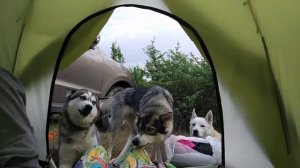 Три Хаски в Крыму 4