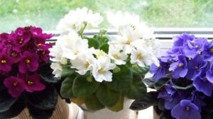 Можно ли держать ФИАЛКИ в доме? Народные приметы о СЕНПОЛИЯХ, хорошие и плохие