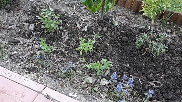 Переделка центральной клумбы , что получилось! смотреть онлайн