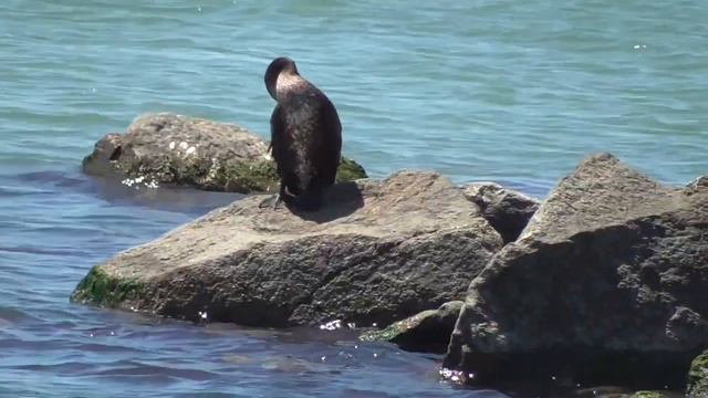 Бердянск. Дамбы (8 07 21) смотреть онлайн