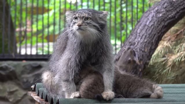 Манул Мия с котятами. 25.07.2022 смотреть онлайн