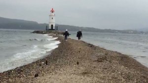 Пингвины на Токаревской кошке!