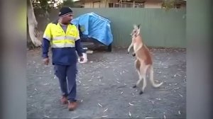  Мужик подрался с кенгуру на улице в Австралии