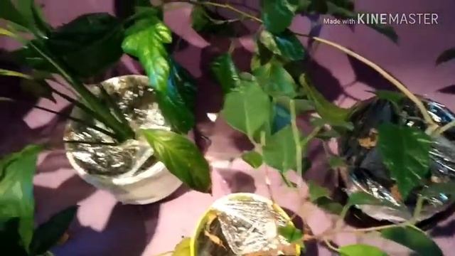 А вы знали,что комнатные растения тоже любят принимать душ?