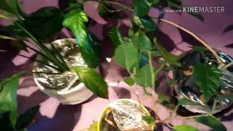 А вы знали,что комнатные растения тоже любят принимать душ?