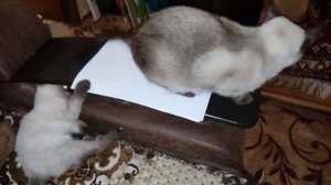 Прикольные сиамские кошки. Самая популярная порода.