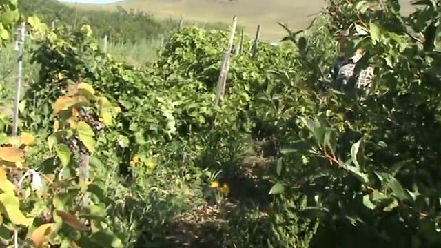 селекция амурского винограда КФХ Абрикос смотреть онлайн