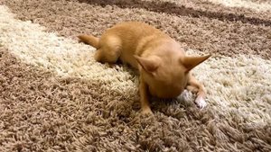 Чихуахуа Лёля и ковёр