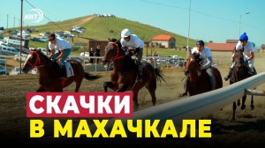 Скачки в Махачкале