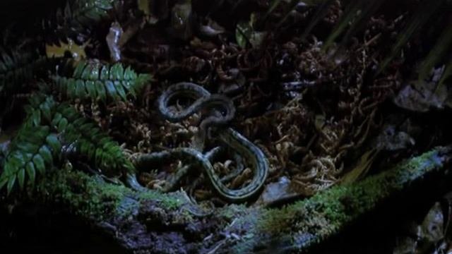 Жизнь тропического леса - 1