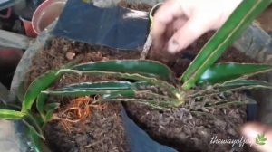 How To Propagate Dwarf Snake Plant / Rehabilitating Dwarf Samurai Sansevieria Motherplant