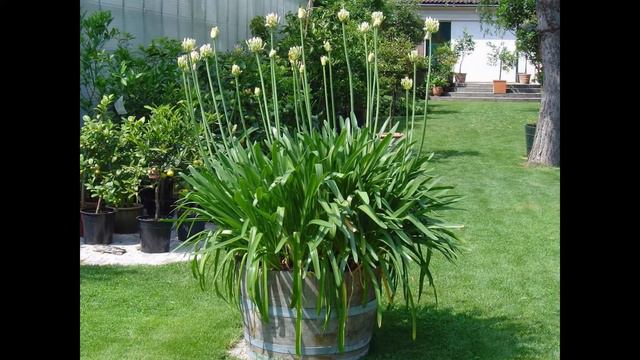 АГАПАНТУС  (AGAPANTHUS)  сем. Луковые смотреть онлайн