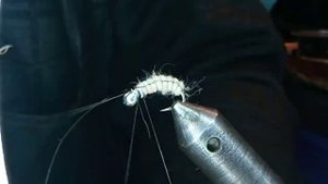 Мушка Личинка Короеда