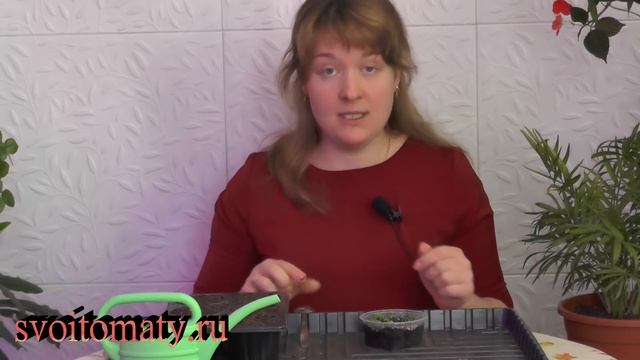Выращивание примулы из семян
