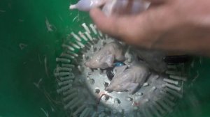 Самодельная перосъёмная машина для перепелов. 4 тушки