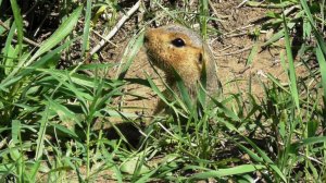 Суслики (Spermophilus major)