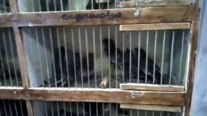 Певчие птицы,щеглы,Чижи,юлы,овсянки