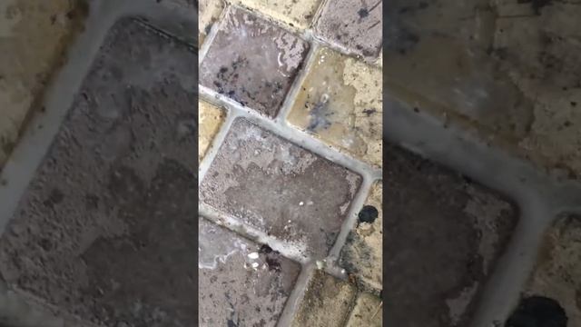 Тротуарная плитка испачкана вишней и черешней! Легко отмыть перекисью водорода 35 % смотреть онлайн