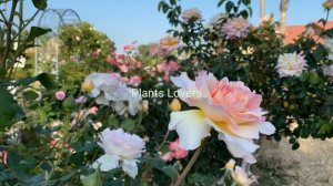 Glamis Castle Rose live plants, clambing rose plants, white and yallow colour plants, plants Lovers