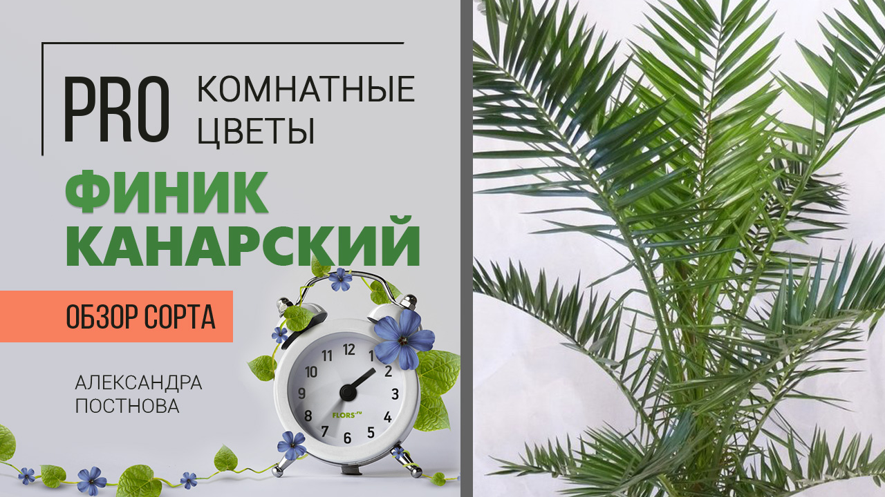 Растение, которое я НЕ люблю, но расскажу об уходе. Финик Канарский - что со мной или с ним не так?