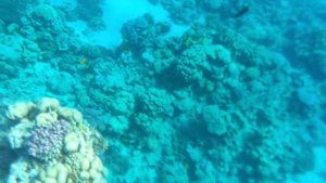 Domina Coral Bay Hotel & Resort، شرم الشيخ – أحدث أسعار 2021 ( кораллы )