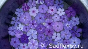Все мои синие флоксы вместе