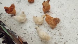 Китайские шёлковые курочки! 🐓❤ Ульяновский зоопарк, 24 дек. 2023