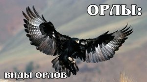 ОРЛЫ: Чем орлы отличаются от орланов? Виды орлов | Интересные факты про птиц и животных