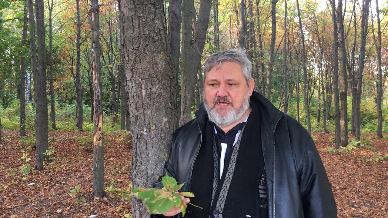каштан конский. Применение