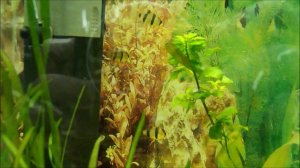 Аквариум. Барбусы, меченосцы, гуппи в аквариуме.