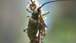 Жук Усач бронзовый сосновый, Pine sawyer beetle