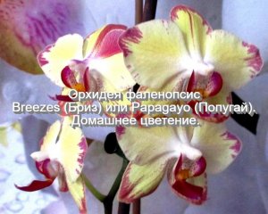 Орхидея фаленопсис Breezes (Бриз) или Papagayo (Попугай). Домашнее цветение.