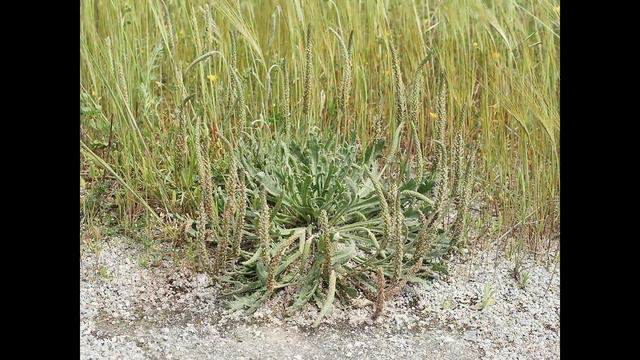 Подорожник - Матерь Трав смотреть онлайн