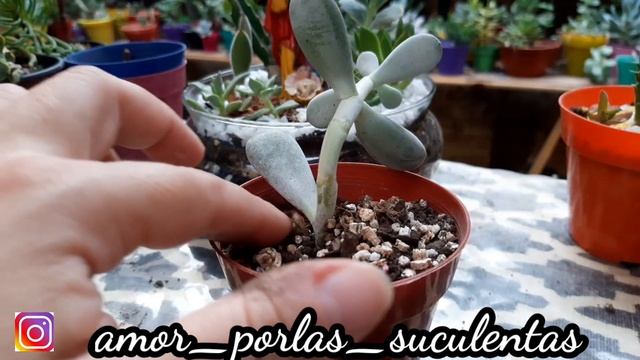 Mi Cotyledon Orbiculata en FLORACIÓN смотреть онлайн
