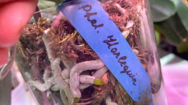 Системы посадки моих орхидей. Вы просили, я рассказываю… смотреть онлайн