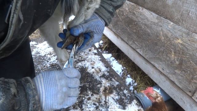 Подрезка копыт ремонтному молодняку коз. Ослик Моисей смотреть онлайн