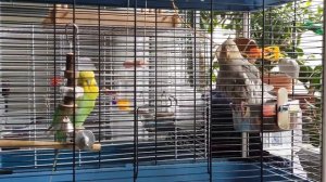 Волнистый попугай и корелла в одной клетке