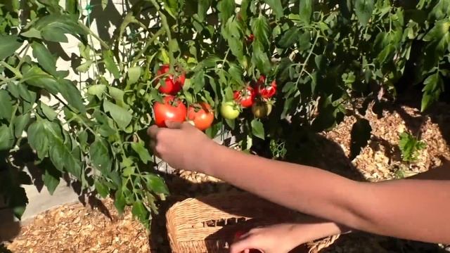 Нитраты, нитриты, пестициды - как вывести химию из продуктов?